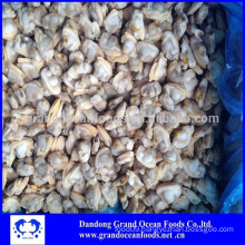 Frozen Ruditapes Philippinarum clam meat